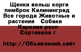 Щенки вельш корги пемброк Калининград - Все города Животные и растения » Собаки   . Карелия респ.,Сортавала г.